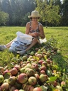 Récolte de pomme - Jus Pomme - Poire 1L